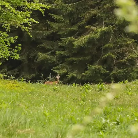 木屋 Dren Lux - Banjska Stena 佩鲁恰茨