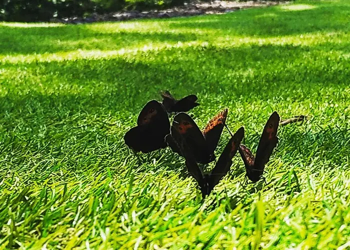 Dren Lux - Banjska Stena