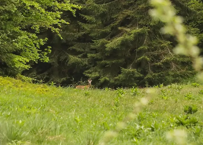木屋 Dren Lux - Banjska Stena 佩鲁恰茨
